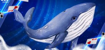 What is a Whale in Poker? Best Ways to Catch the Big Fish That Feed the Game!